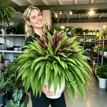 💥Summer Special🔥Large UV-Resistant Artificial Fern & Red Dracaena Decorative Plants – Full, Lush & Fade-Resistant!