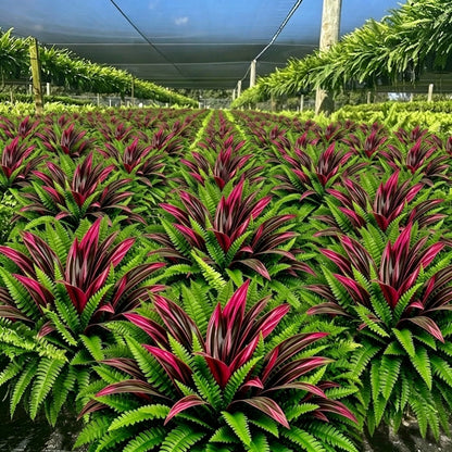 💥Summer Special🔥Large UV-Resistant Artificial Fern & Red Dracaena Decorative Plants – Full, Lush & Fade-Resistant!